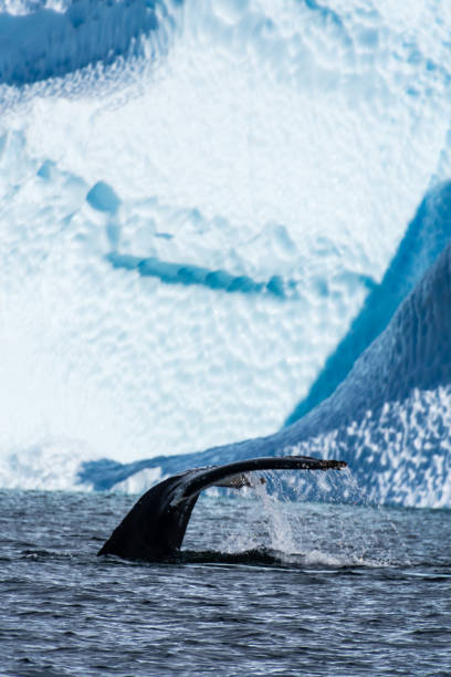 istock Tail of a humpback whale in the Antarctic 2057784122