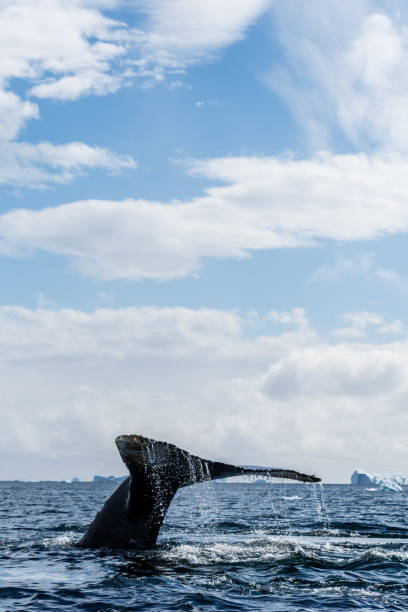 istock Tail of a humpback whale in the Antarctic 2057784238