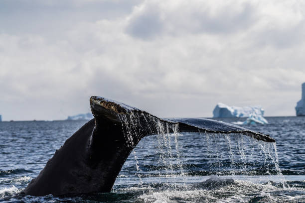 istock Tail of a humpback whale in the Antarctic 2057784250
