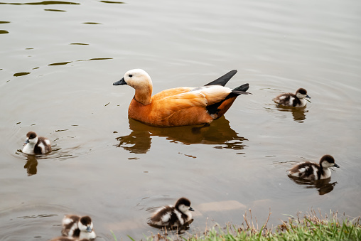 Ruddy shelduck or Tadorna ferruginea wild duck with ducklings swimming in lake water