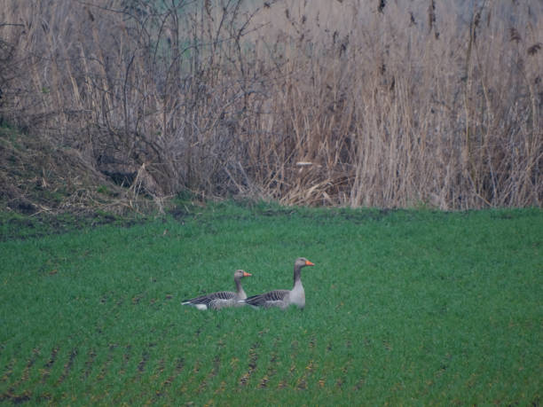 istock wild greylag birds sitting in a green spring field 2057792110