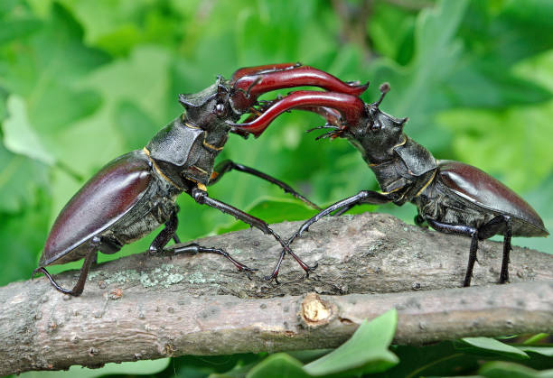 istock Stag beetles. Duel of two males. close up. 2057811542