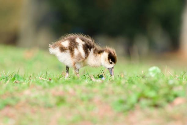 chick of Egyptian goose is looking for food close-up