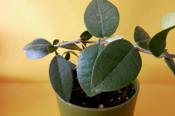 Jamine Plant In Pot