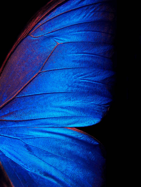 istock Wings of a butterfly Morpho texture background. Morpho butterfly. 2057816305