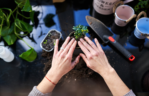 Ecological home gardening. A woman transplanting in a recycling pot.