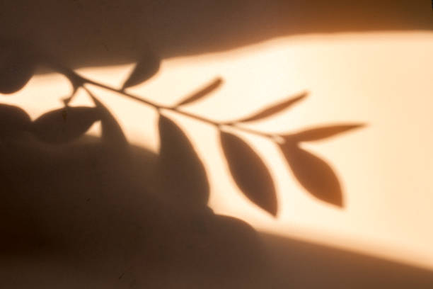istock Shadow of leaves on a beige background, Wall light with shadows, shadow on beige wall background texture. 2057821052