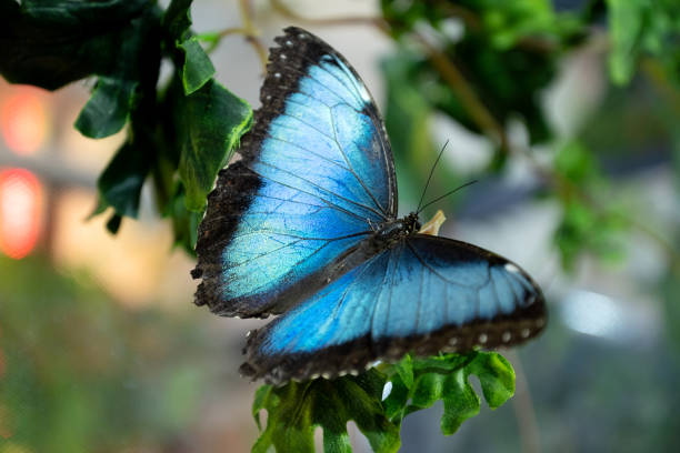 istock Exotic butterfly with spreaded blue wings close up 2057824195