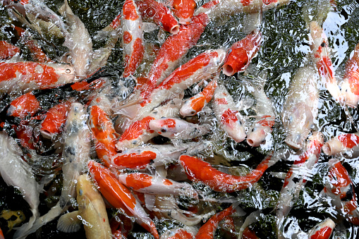 Koi fish in pond