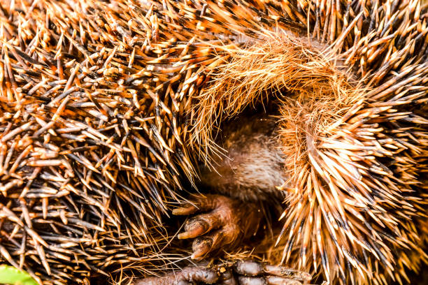 Photo Picture of an European Hedgehog Mammal Animal