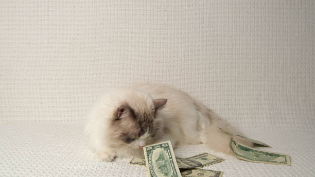 istock Cat and dollar sign. Rich cat. 2057835475