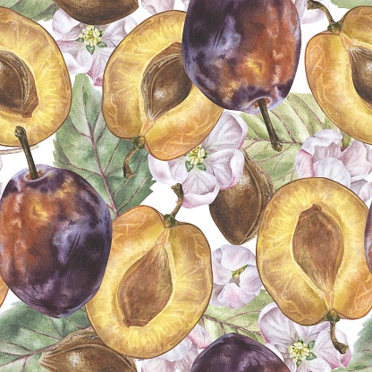 Plum seamless Pattern. Watercolor illustration of prune. Hand drawn on isolated white background. Botanical painting of fruit with spring flowers. Drawing of food ornament for fabrics and textiles.