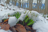 First spring snowdrops flowers under the snow in the forest