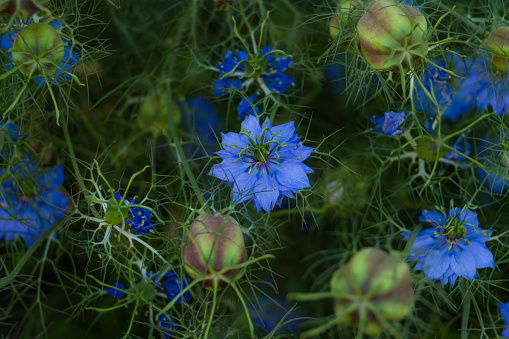 Nigel flowers, delicate blue summer flowers. High quality photo