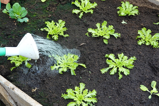 man watering escarole crop. watering the escarole. watering can for vegetable garden.