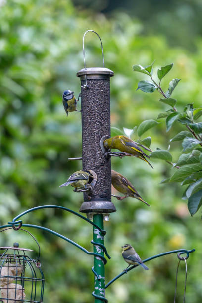 różnorodne ptaki karmiące się z karmnika nasion w ogrodzie sussex - chloris zdjęcia i obrazy z banku zdjęć
