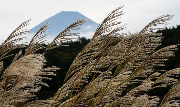 Silvergrass and silhouette of Mount Fuji near Lake Shojiko, one of Fuji Five Lakes - Yamanashi prefecture, Japan