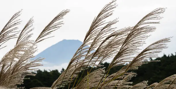 Silvergrass and silhouette of Mount Fuji near Lake Shojiko, one of Fuji Five Lakes - Yamanashi prefecture, Japan