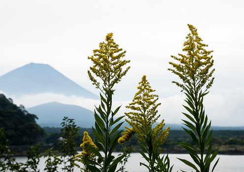 Wildflowers and silhouette of Mount Fuji at Lake Shojiko, one of Fuji Five Lakes - Yamanashi prefecture, Japan