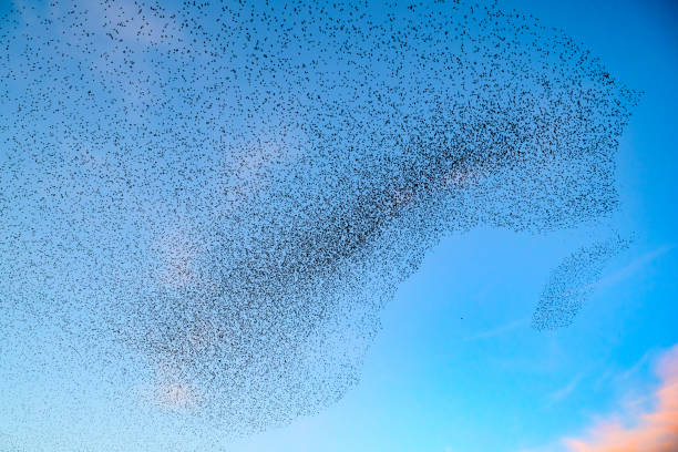 istock Starling murmuration during sunset at the end of the day 2057875050
