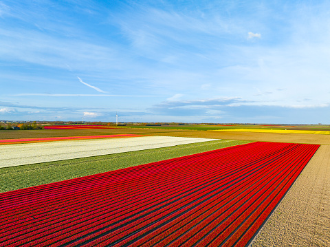 Tulips  in agricultural fields in the Noordoostpolder in Flevoland, The Netherlands, during springtime seen from above. The Noordoostpolder is a polder in the former Zuiderzee designed initially to create more land for farming.
