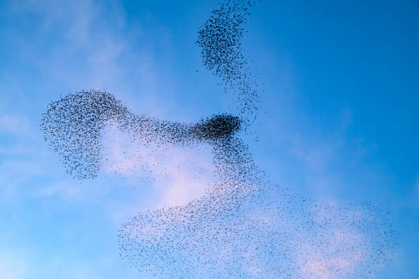 istock Starling murmuration during sunset at the end of the day 2057876705