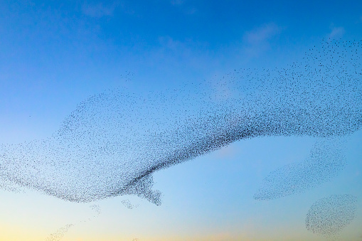 Starling birds murmuration in an cloudy sky during a calm sunset at the end of the day. Huge groups of starlings (Sturnidae) in the sky that move in shape-shifting clouds before the night.