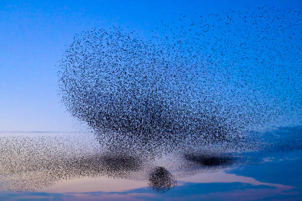 istock Starling murmuration during sunset at the end of the day 2057878294