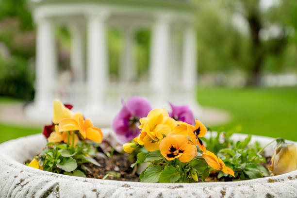 Bright pansies,
