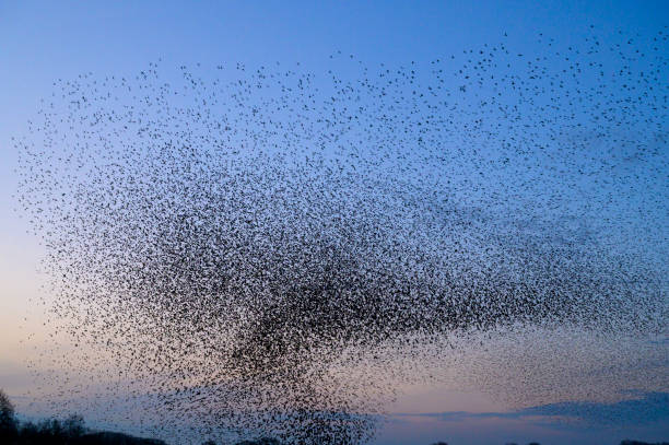 istock Starling murmuration during sunset at the end of the day 2057879360