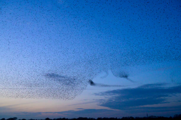 istock Starling murmuration during sunset at the end of the day 2057879372