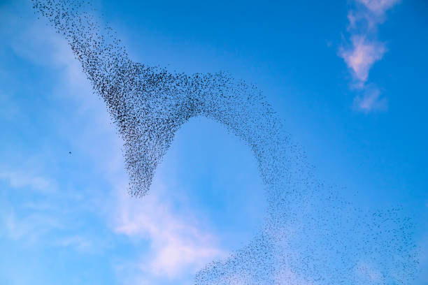 istock Starling murmuration during sunset at the end of the day 2057879381