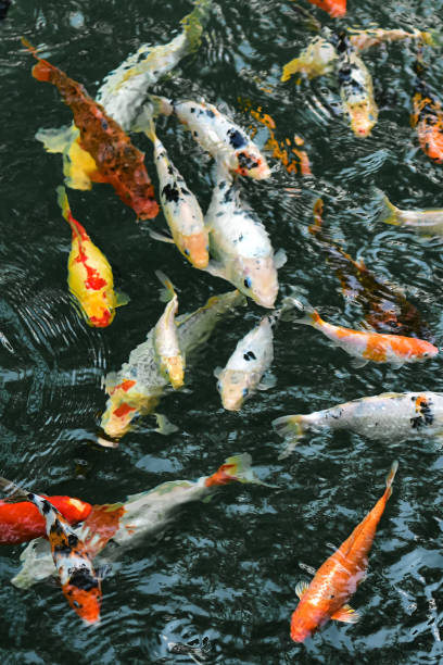 istock background with koi carps in a pond on a sunny day. 2057890582