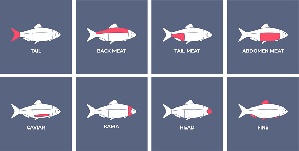 Seafood. Cutting meat fish carcass. Diagram сutting parts meat fish. Butcher guide seafood. Vector flat color drawing illustration. Isolated.