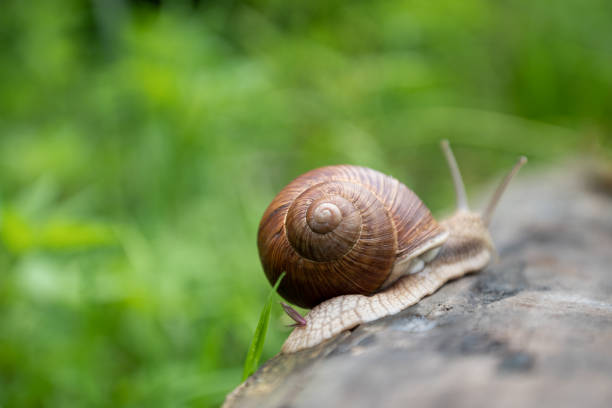 istock Small snail with antennae crawling on wooden log among green grass 2057903428