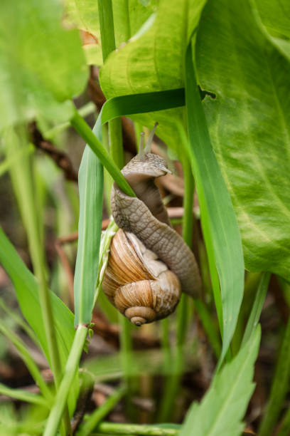 istock Garden snail wrapped itself around grass stalk 2057932388