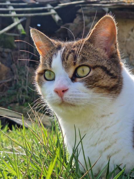 istock Cat's face detail photo 2057936757