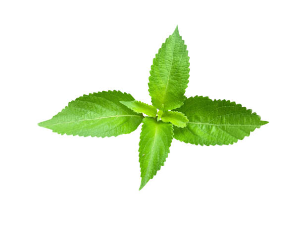istock Ocimum gratissimum or clove basil 2057937856