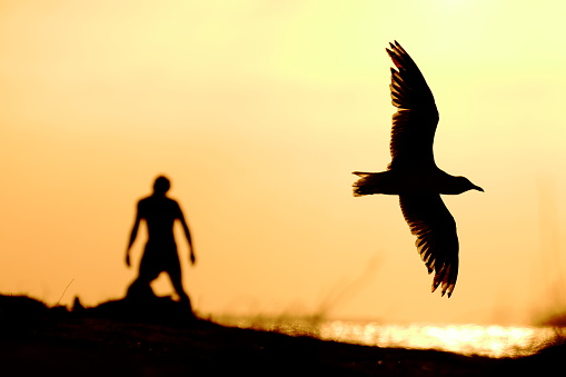 Silhouette of a seagull in flight in the forefront, with an out of focus silhouette of young man standing on a beach in the background, at sunset. The scene is colored orange.