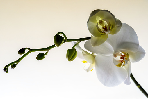 branch of an orchid that has begun to bloom