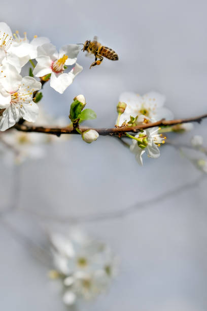 istock a bee pollinates white beautiful almond flowers in spring on a sunny day after rain 2057942742