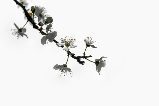 silhouette of a blossoming plum branch on a white background