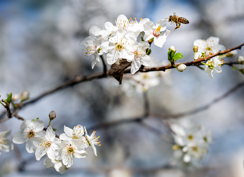 a bee pollinates white almond flowers in spring on a sunny day after rain