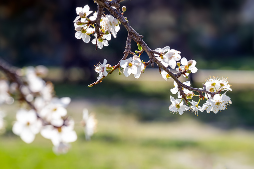 blooming almond branch in a park in Thessaloniki