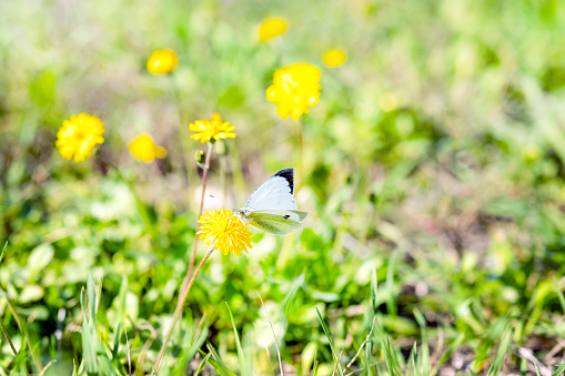 Butterfly sitting on a yellow spring wildflowers among the grass