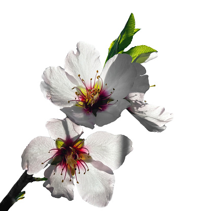 Cherry blossom. Creative composition with sakura spring flowers isolated on white background. Springtime arrangement. Holiday concept. Flat lay, top view, floral design