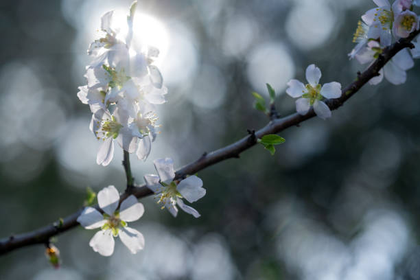 The beautiful blooming almond flowers on a warm sunny spring day