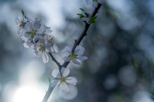 The beautiful blooming almond flowers on a warm sunny spring day