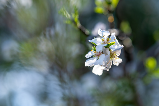 The beautiful blooming almond flowers on a warm sunny spring day