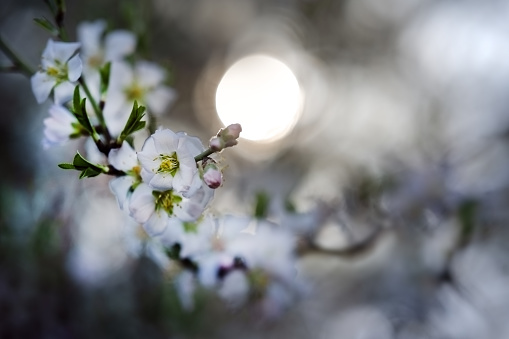 Alam clock on a wooden table in blooming trees garden in spring